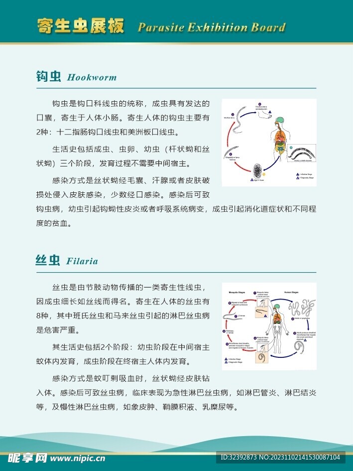 钩虫 丝虫展板