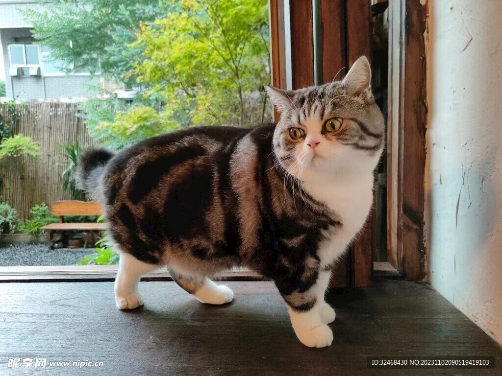 猫