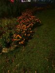 夜晚的花圃