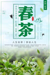 春茶