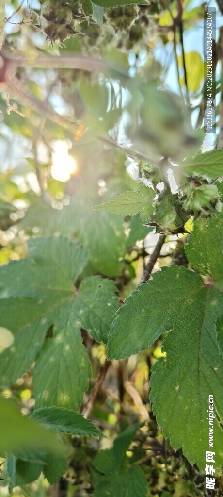 秋日野草