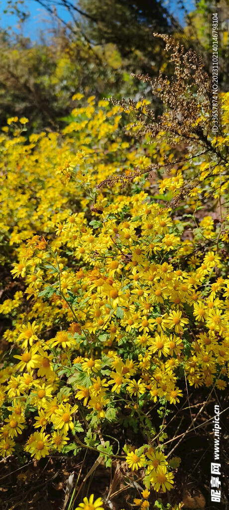 山上小菊花