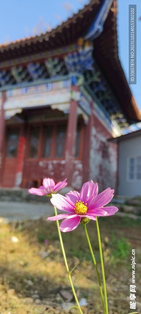 野花古建筑