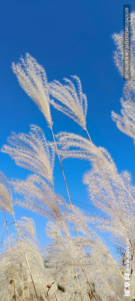 芦苇秋日