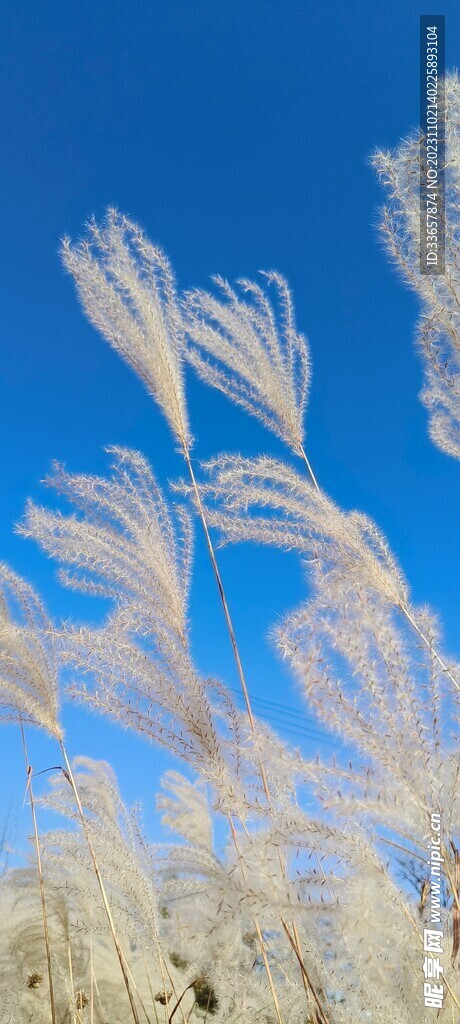 秋日芦苇