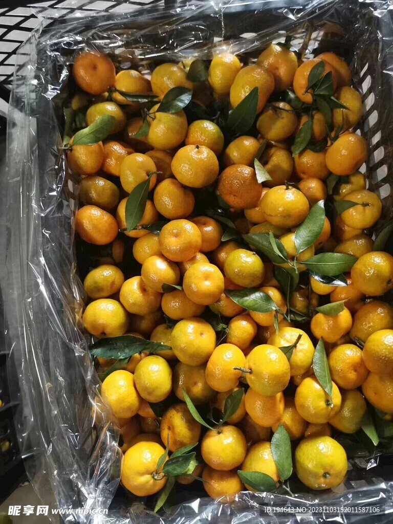 蜜橘