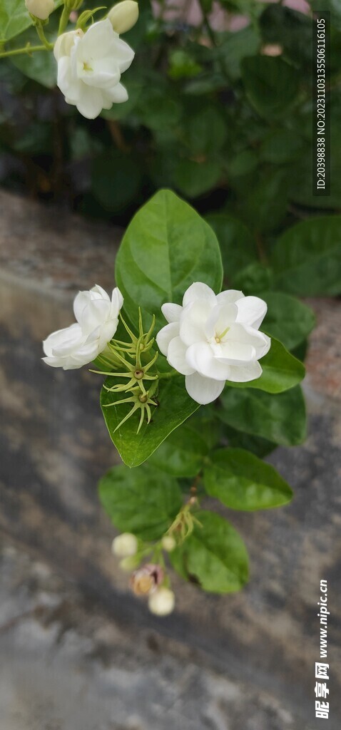白花