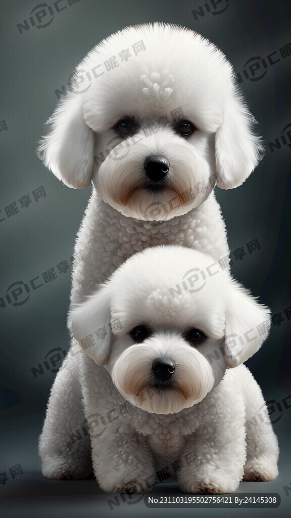 三只比熊犬