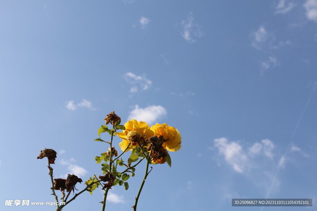 月季花