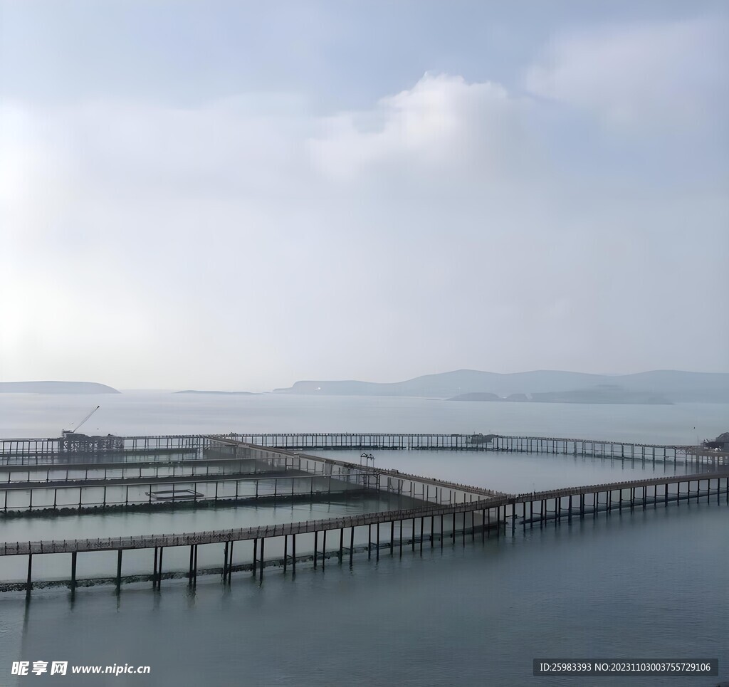 大黄鱼养殖
