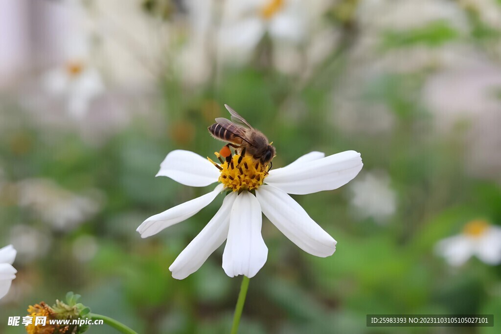 雏菊