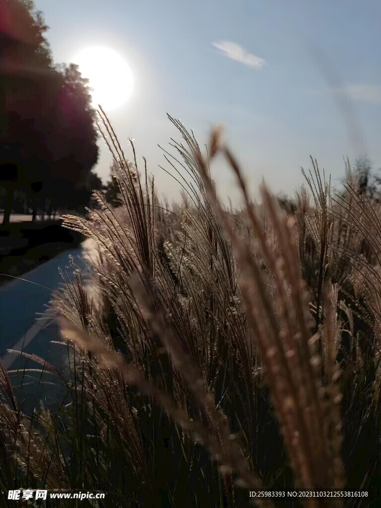 芦苇