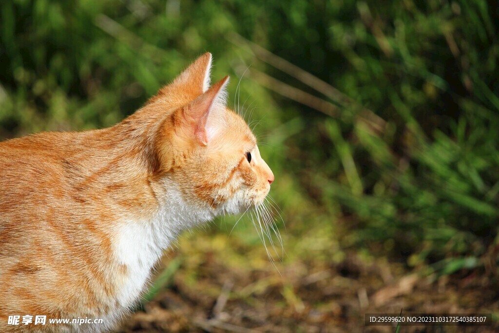 橘猫