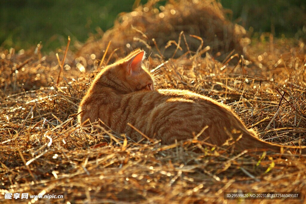 橘猫