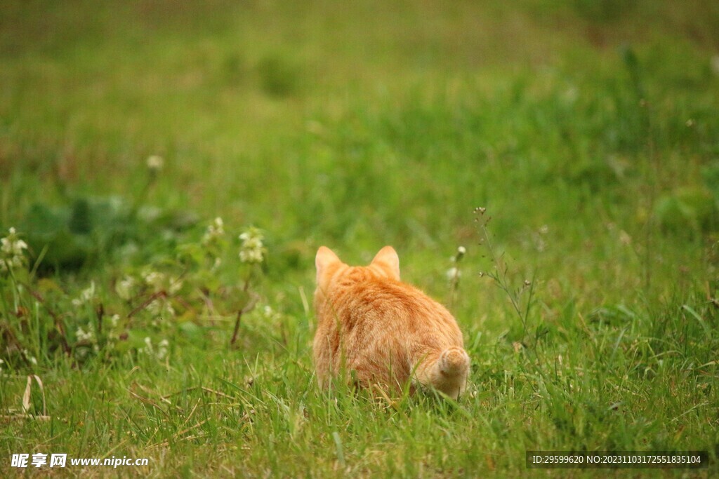 橘猫