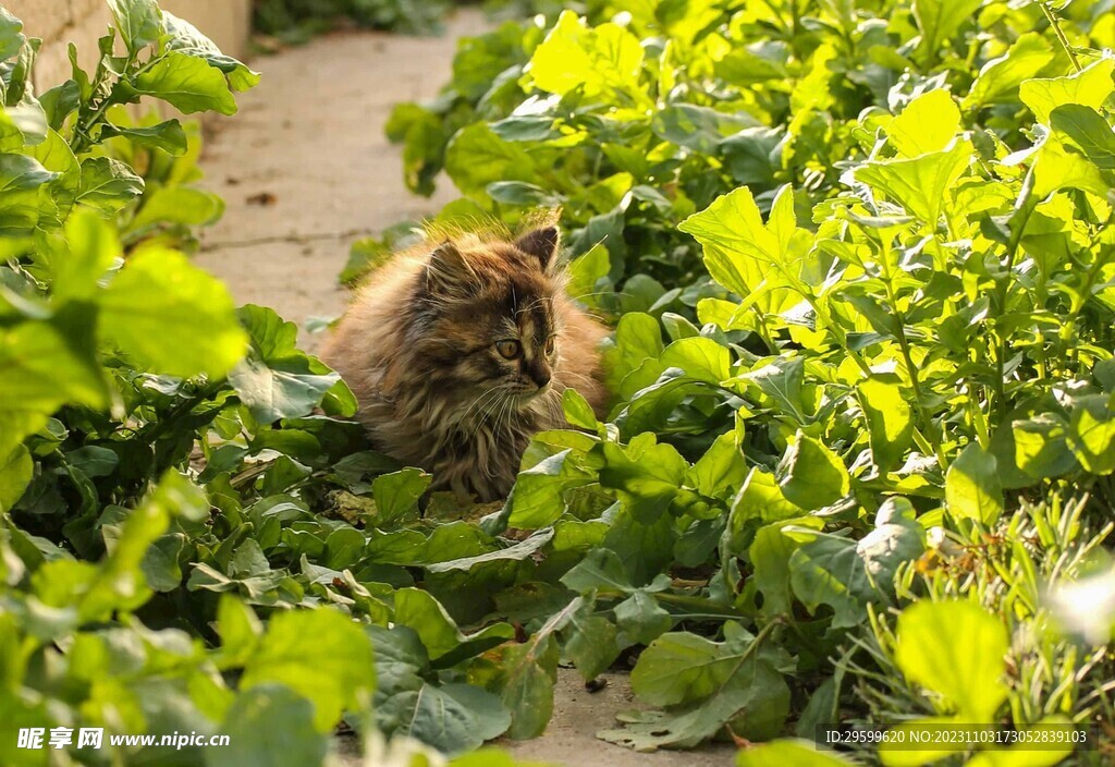  狸花猫