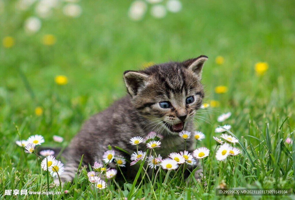  狸花猫