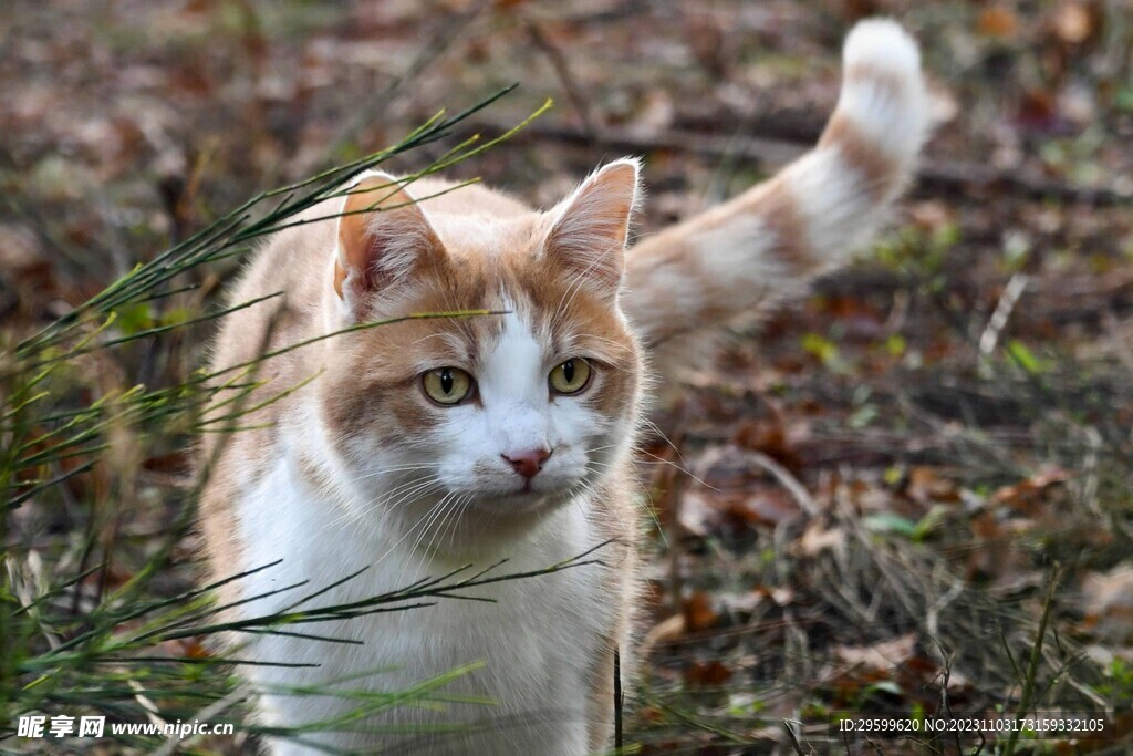 橘猫