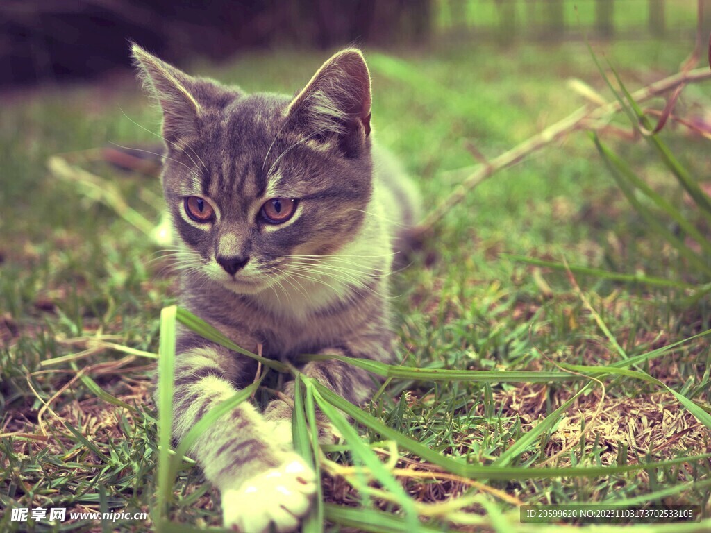 狸花猫