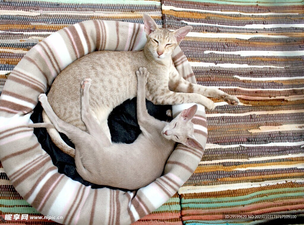 猫