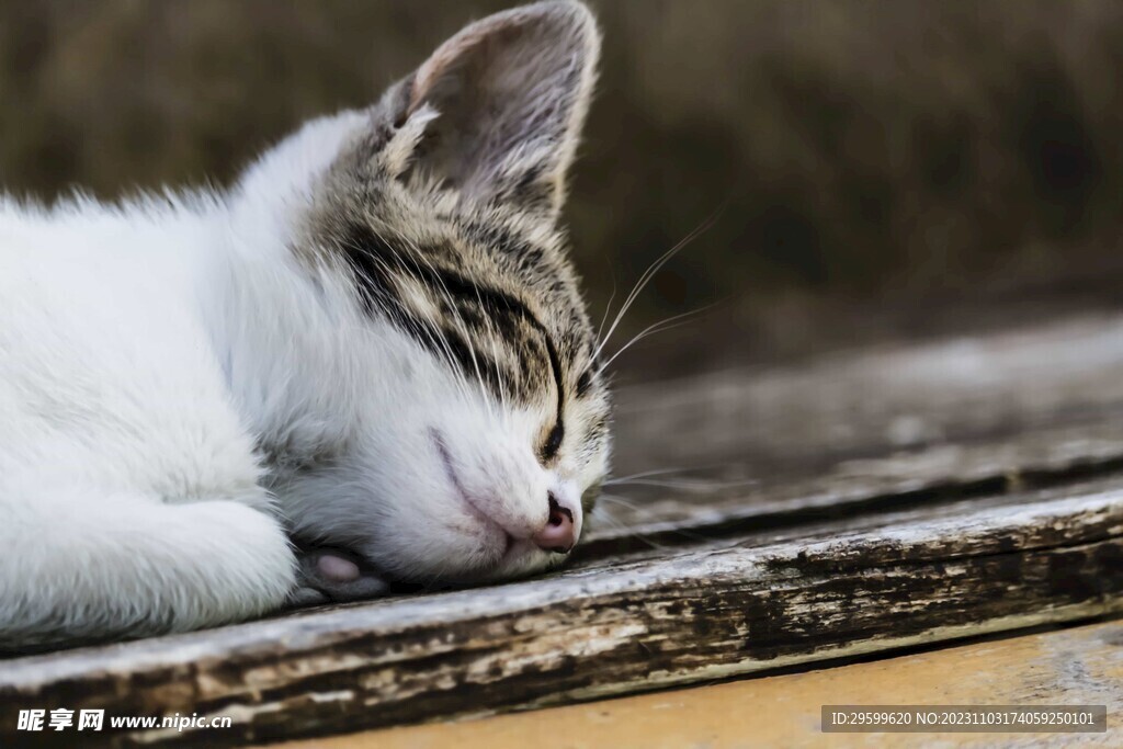 狸花猫