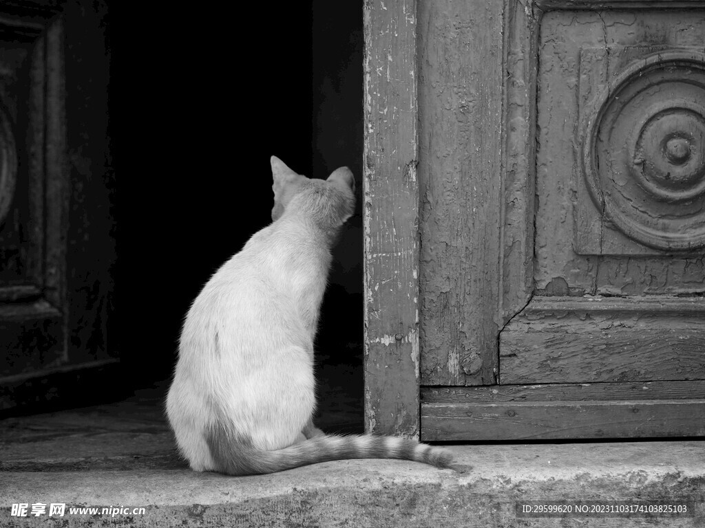 猫
