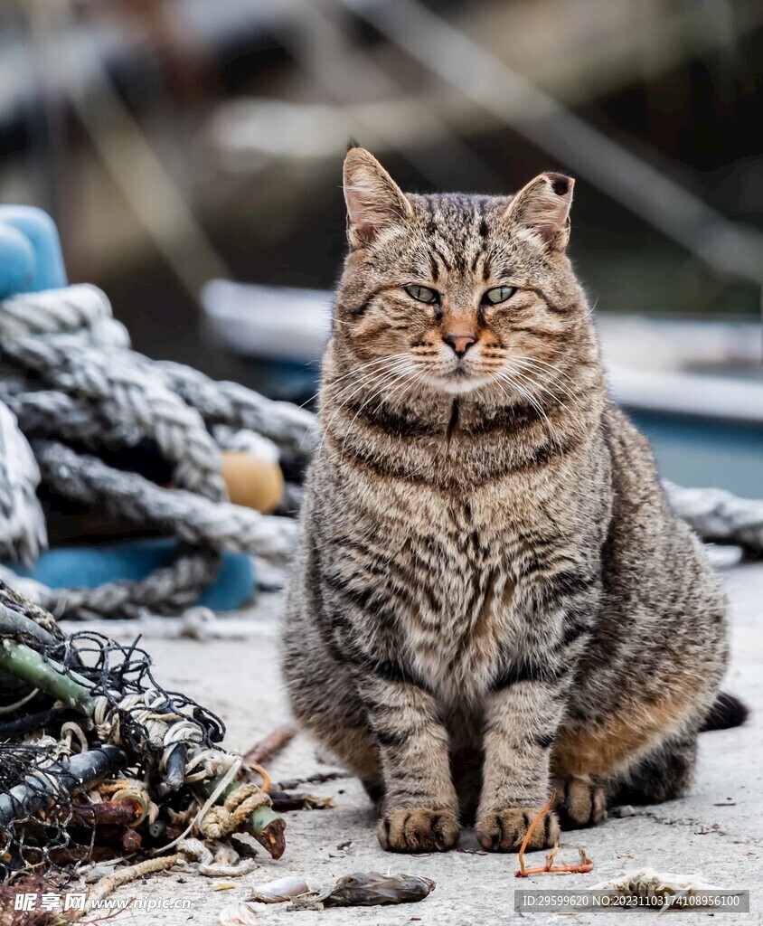 狸花猫