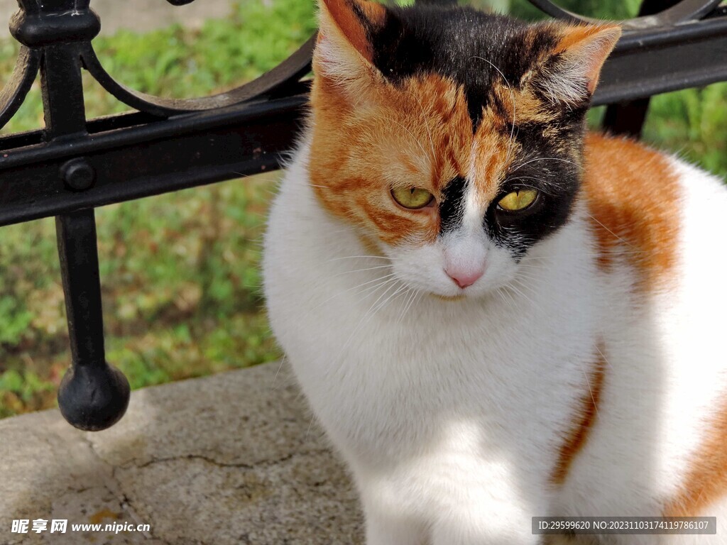 三花猫