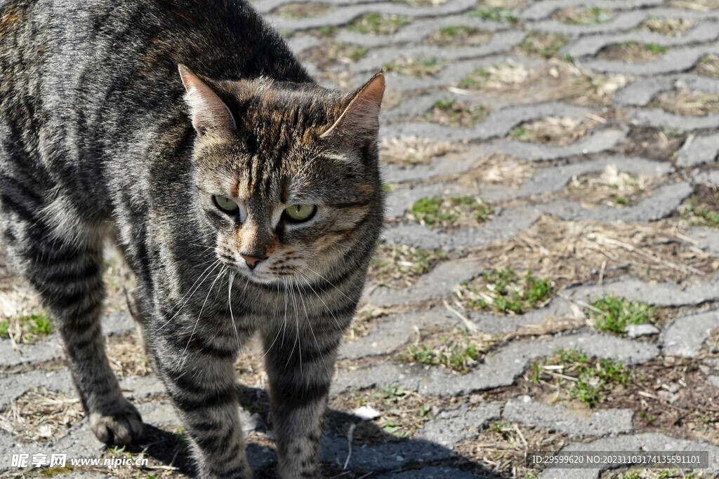 狸花猫