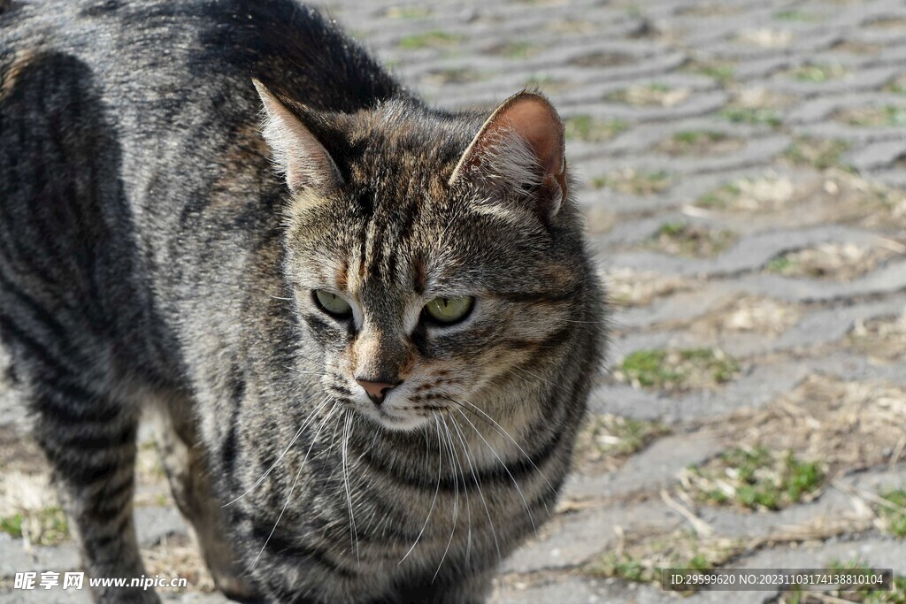 狸花猫