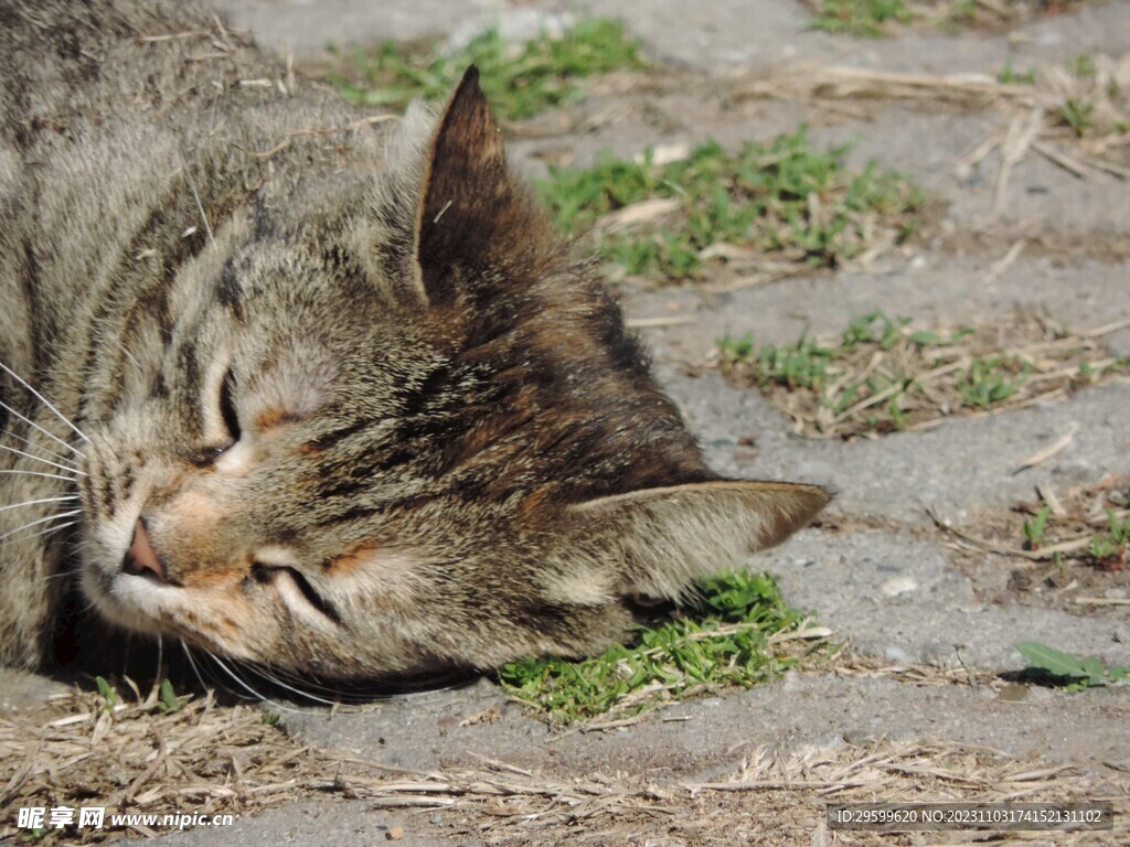 狸花猫