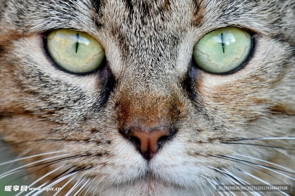 狸花猫