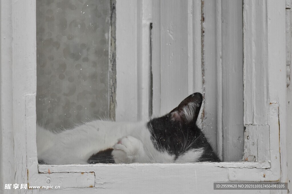 奶牛猫