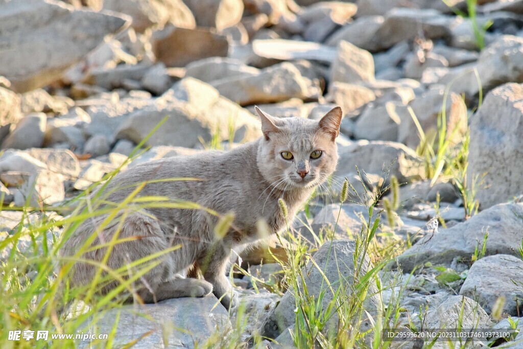 橘猫