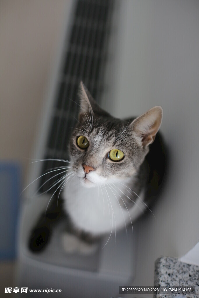 狸花猫