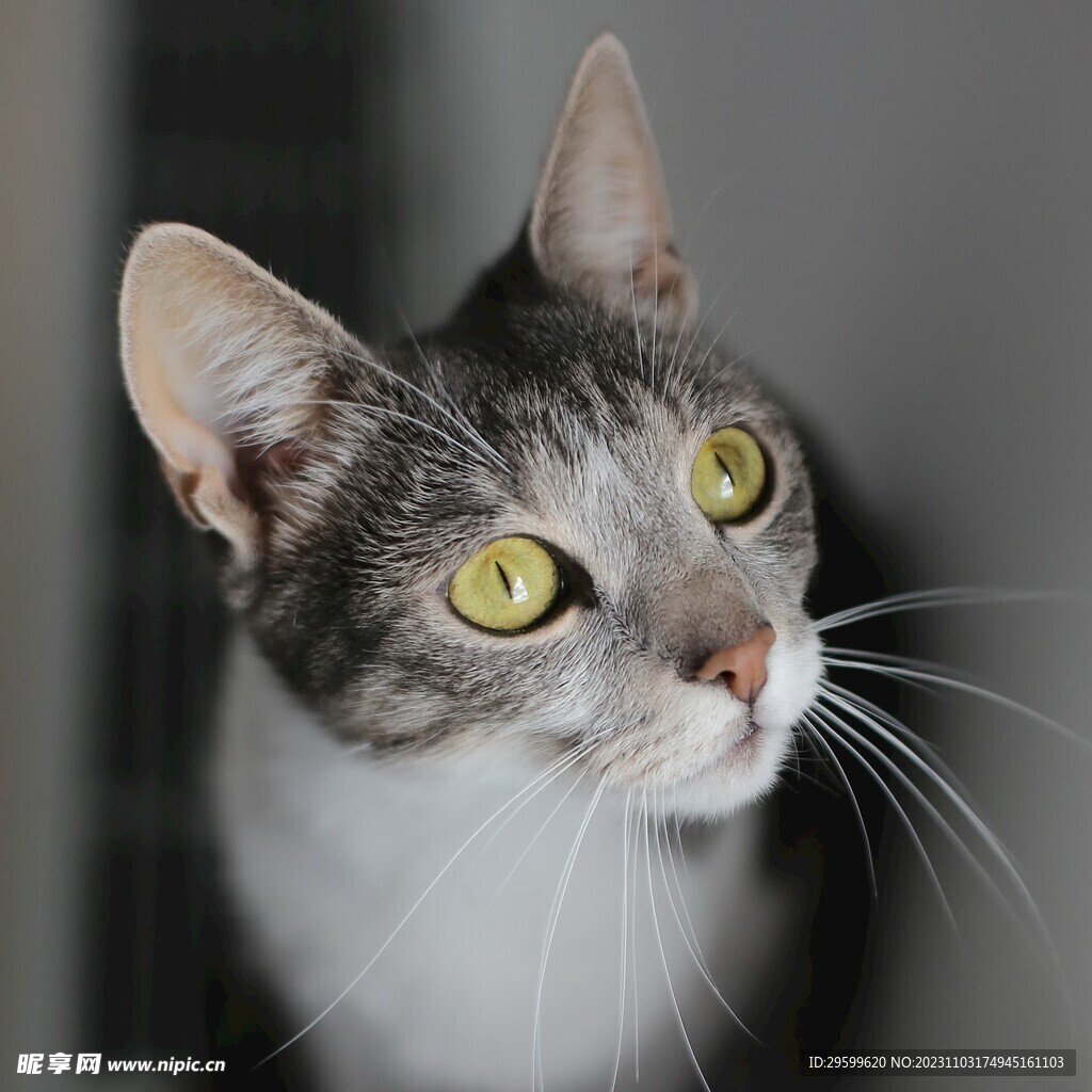 狸花猫