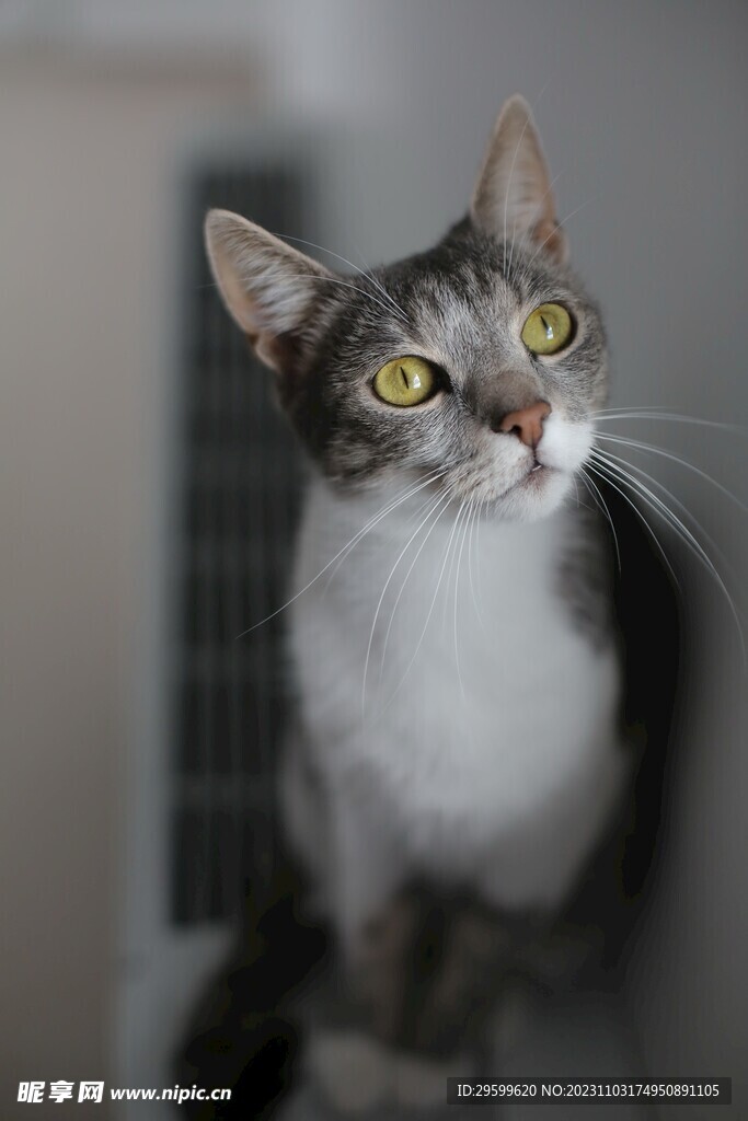 狸花猫