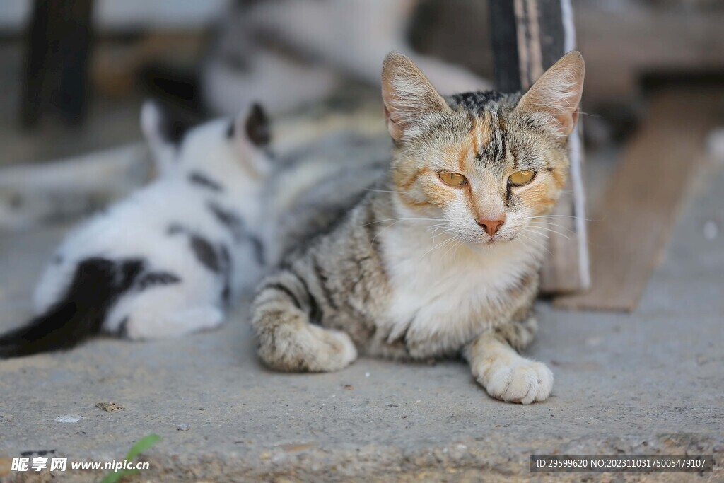 狸花猫