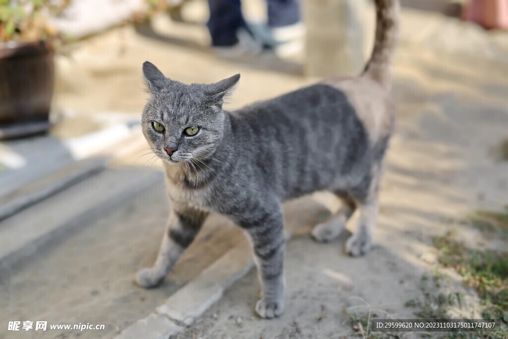 狸花猫