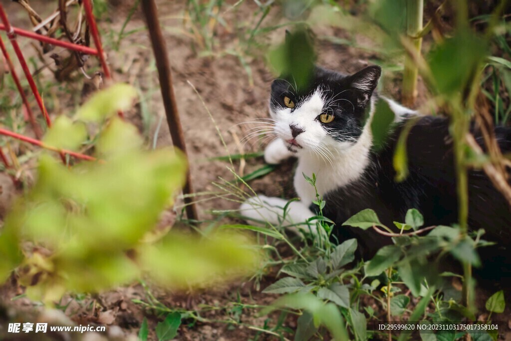 奶牛猫