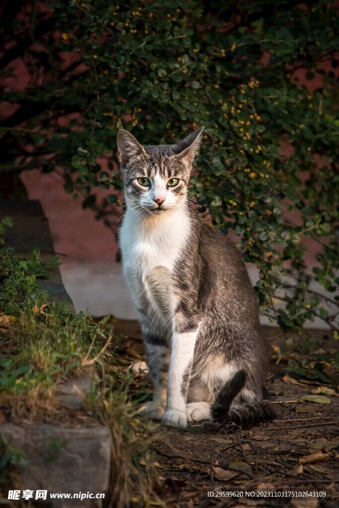 狸花猫