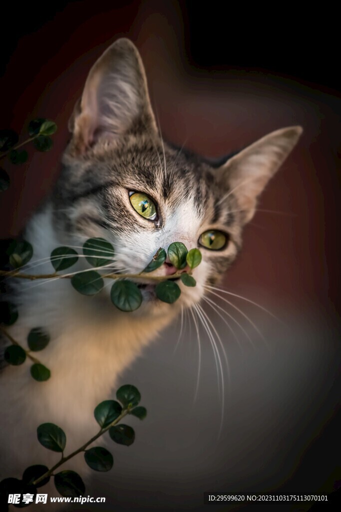 狸花猫