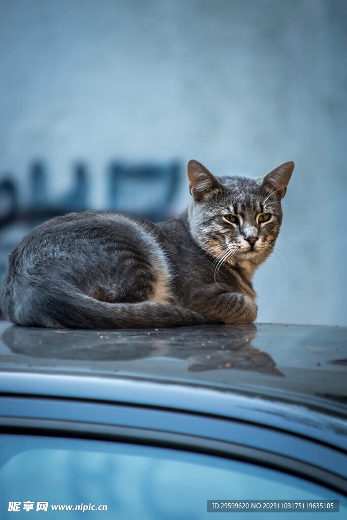 狸花猫