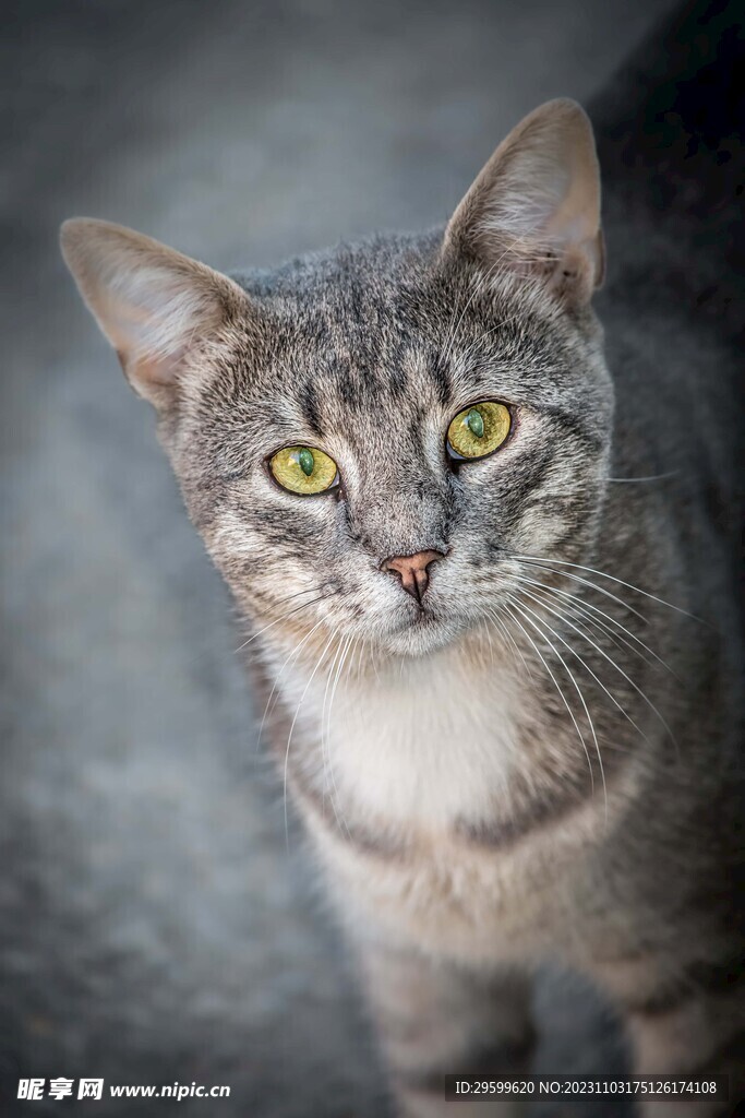 狸花猫