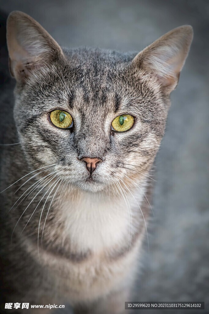 狸花猫