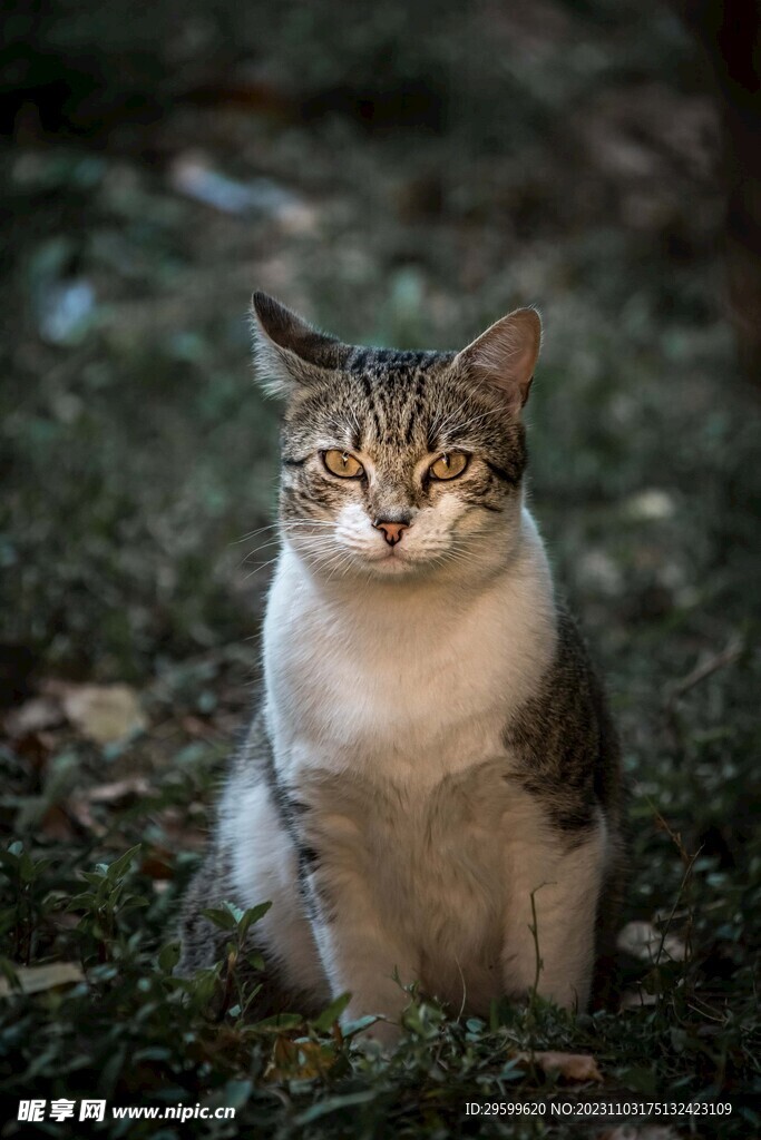 狸花猫