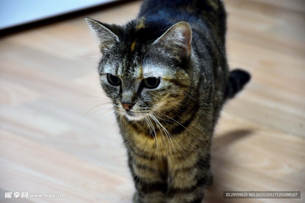 狸花猫