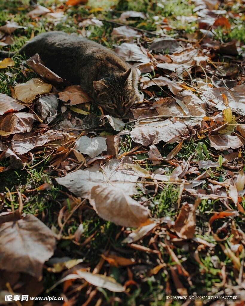 狸花猫