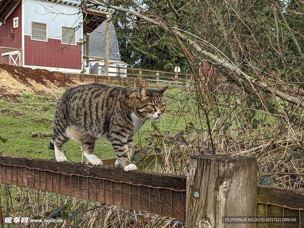 狸花猫