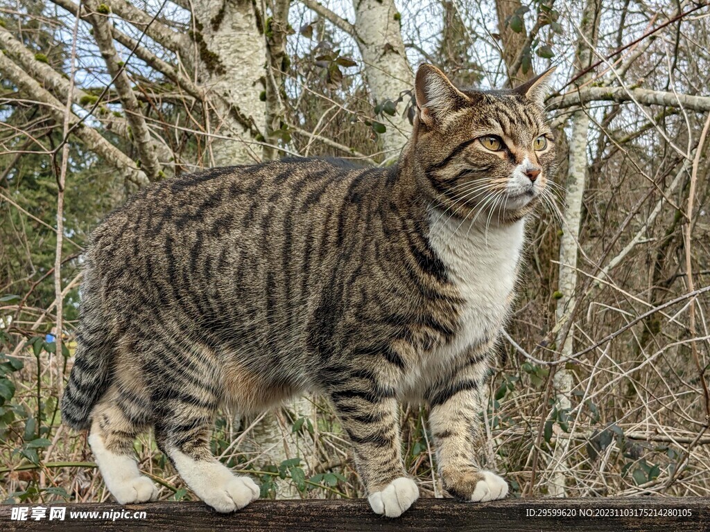 狸花猫